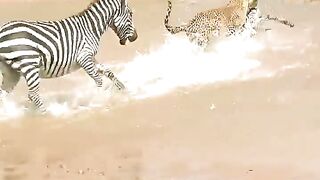 Leopard attacks baby zebra