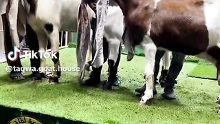 Biggest ear goats