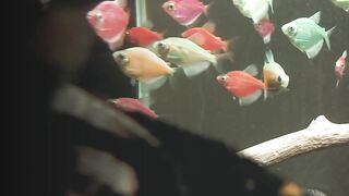 Manfish & glowfish in action