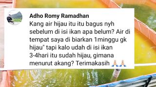 Air kolam Hijau itu kadang dengan pemupukan kadang tanpa dipupuk