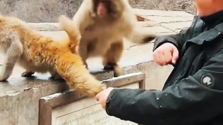 funny videos of Pja