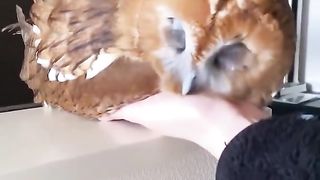 The owl is like a pet