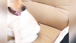 funny videos of Pja