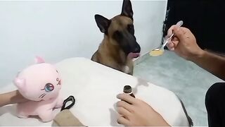 Funny animals