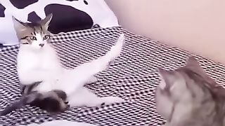 Relaxing cat