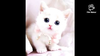 Cat video