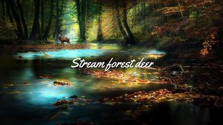 Stream forest deer