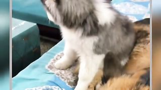 Owner Angry With Dogs Funny Video