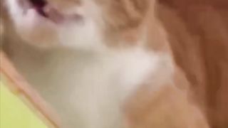 Kucing Zaman Now Berani Berkata