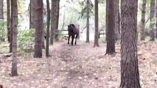 Horse kicks tree, farts on dogs then runs away..