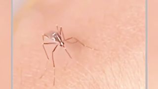 The Mosquito Funny Video