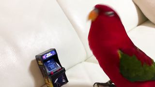 Red birb is laugh then destroy