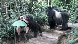 Touched by a Wild Mountain Gorilla: The Original