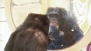 Monkey In Front of Mirror Funny Video