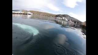 Hvaldimir steal my gopro! and return it!