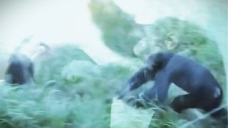 Two Monkeys Playing Each Other Funny Video
