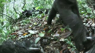 Robot spy gorilla infiltrates a wild gorilla troop ????️????