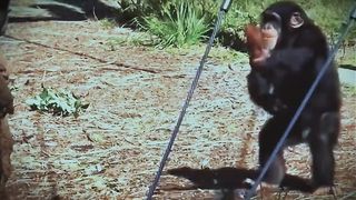 Naughty Baby Gorilla Playing Funny Video