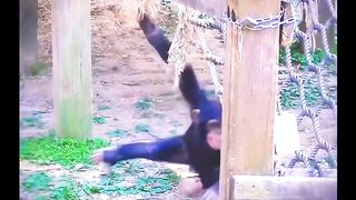 Babay Gorilla Playing With Swing Funny Video