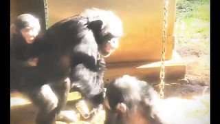 Baby Gorilla Annoying the big Gorilla Funny Video