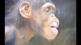 Incredible Acting By Baby Gorilla Funny Video