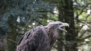 The hawk,