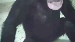 Baby Gorilla Act Like a Beggers Funny Video