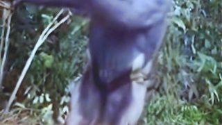 Gorilla Dancing Funny Video