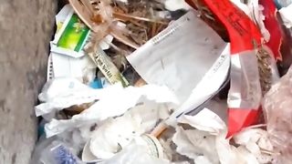 anak kucing dibuang di tong sampah