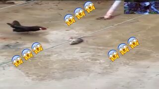 Kung Fu !!!  Golden Rooster And Mouse Style