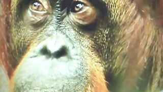 Monkey Acting Like a Crazy Funny Video