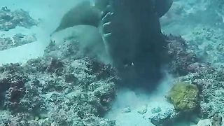 Do you know how Octopus can fight with shark ?