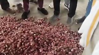 Nashik pyaj mandi bhav