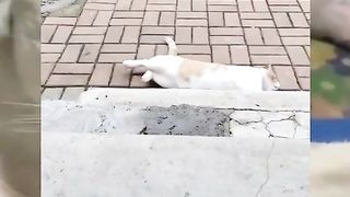 Amazing video