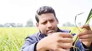 Garlic crop disease and control
