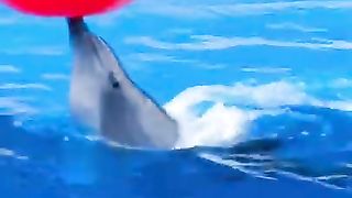 Dolphin show & All