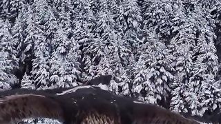 Eagle hunting a filming drone