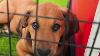 I Rescued 100 Abandoned Dogs