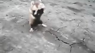 Berserk Hamster - Бешеный хомяк.