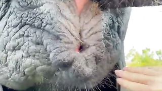 Elephant cute