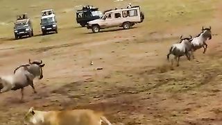 Male_Lion_Shows_How_to_Hunt_