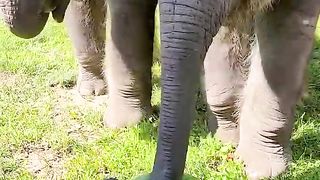 Baby Elephant Watermelon Smash!
