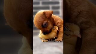 The love between puppies and chicks