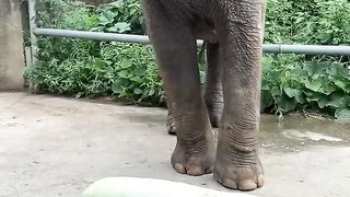 Elephant vs big winter melon