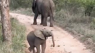 He is trying his best ???? Poor Baby Elephant
