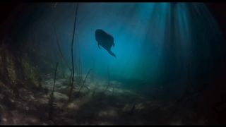 दुनिया की सबसे बड़ी शार्क Megalodon Shark Largest Shark In The World