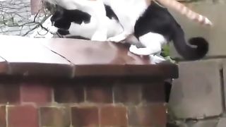 Funny animals