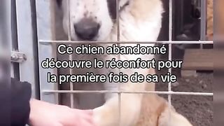 Dog said