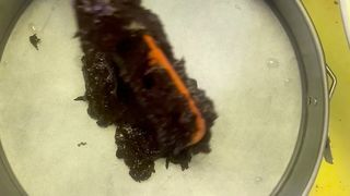 Making brownies cake