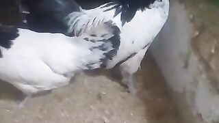 Black and white
